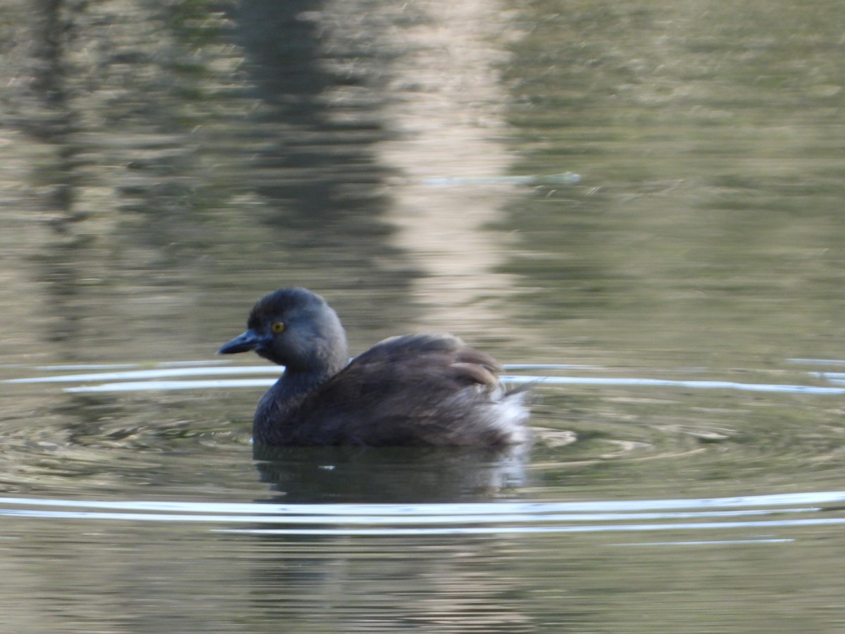 Least Grebe - ML646962322