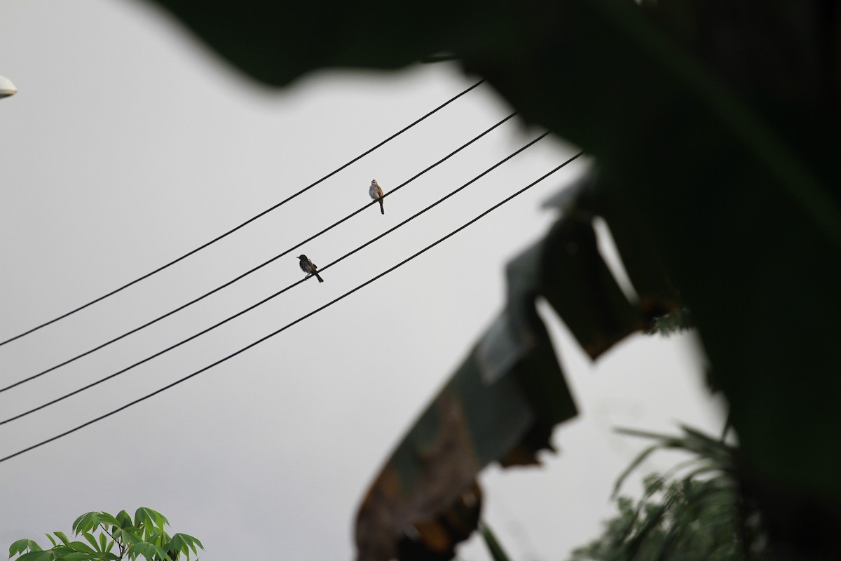 Yellow-vented Bulbul - ML646962326