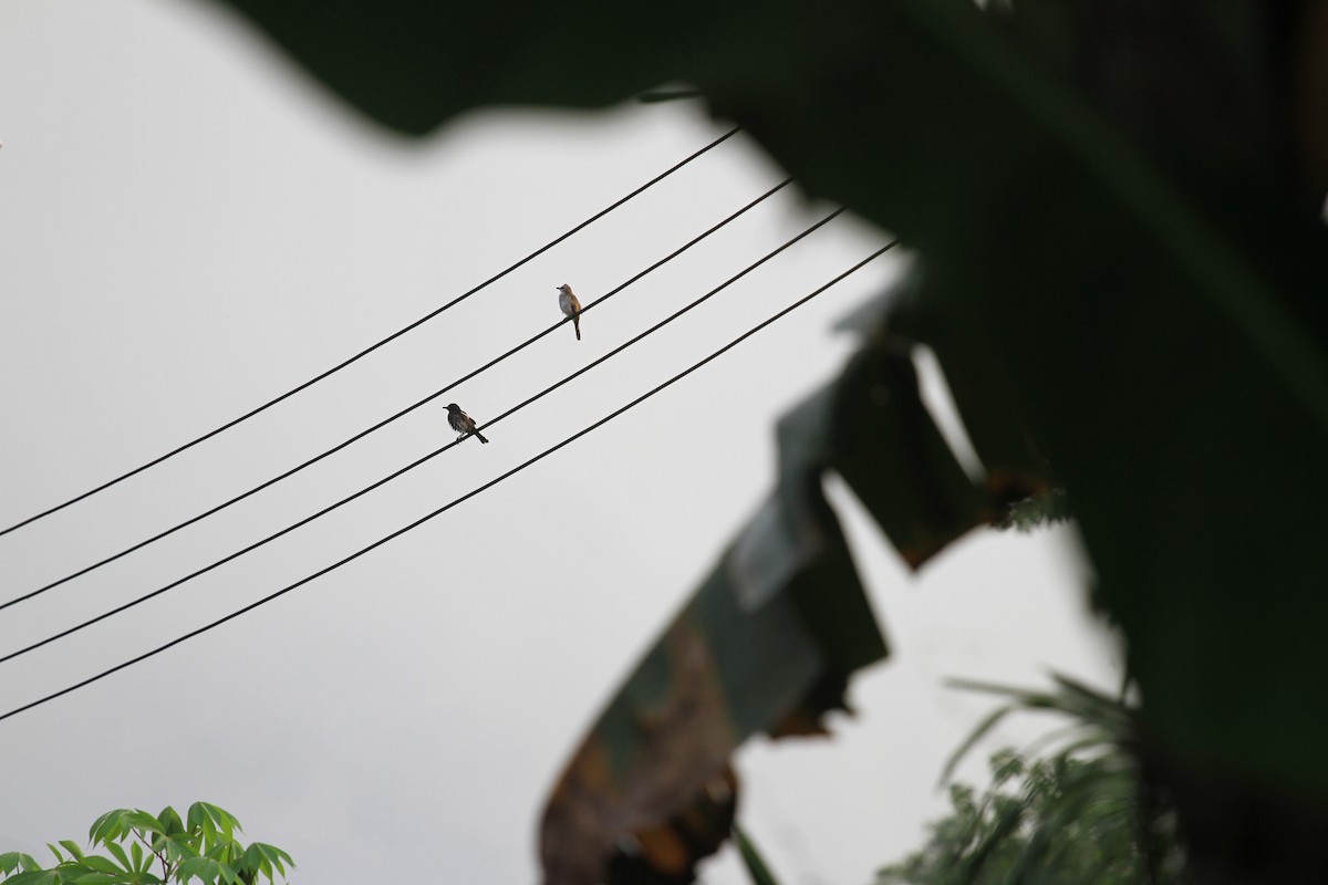 Yellow-vented Bulbul - ML646962328