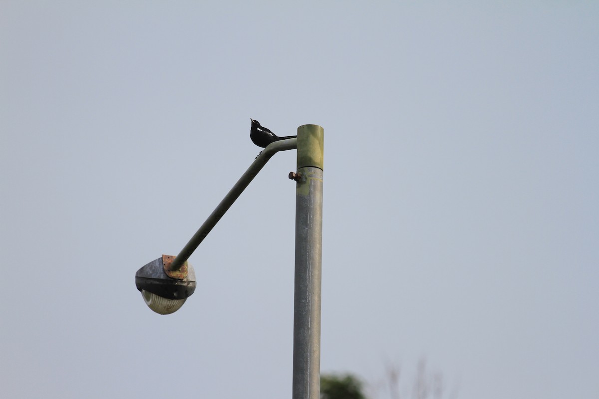 Oriental Magpie-Robin - ML646962329