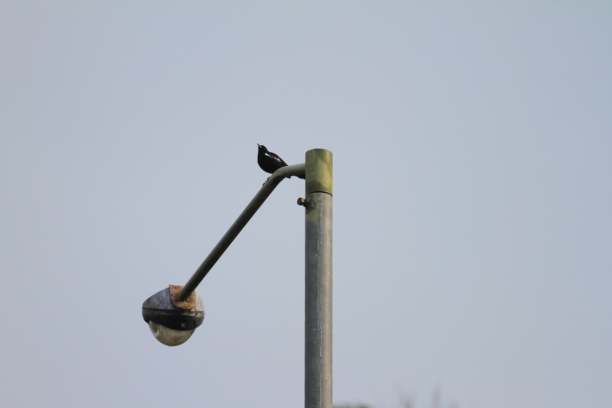 Oriental Magpie-Robin - ML646962330