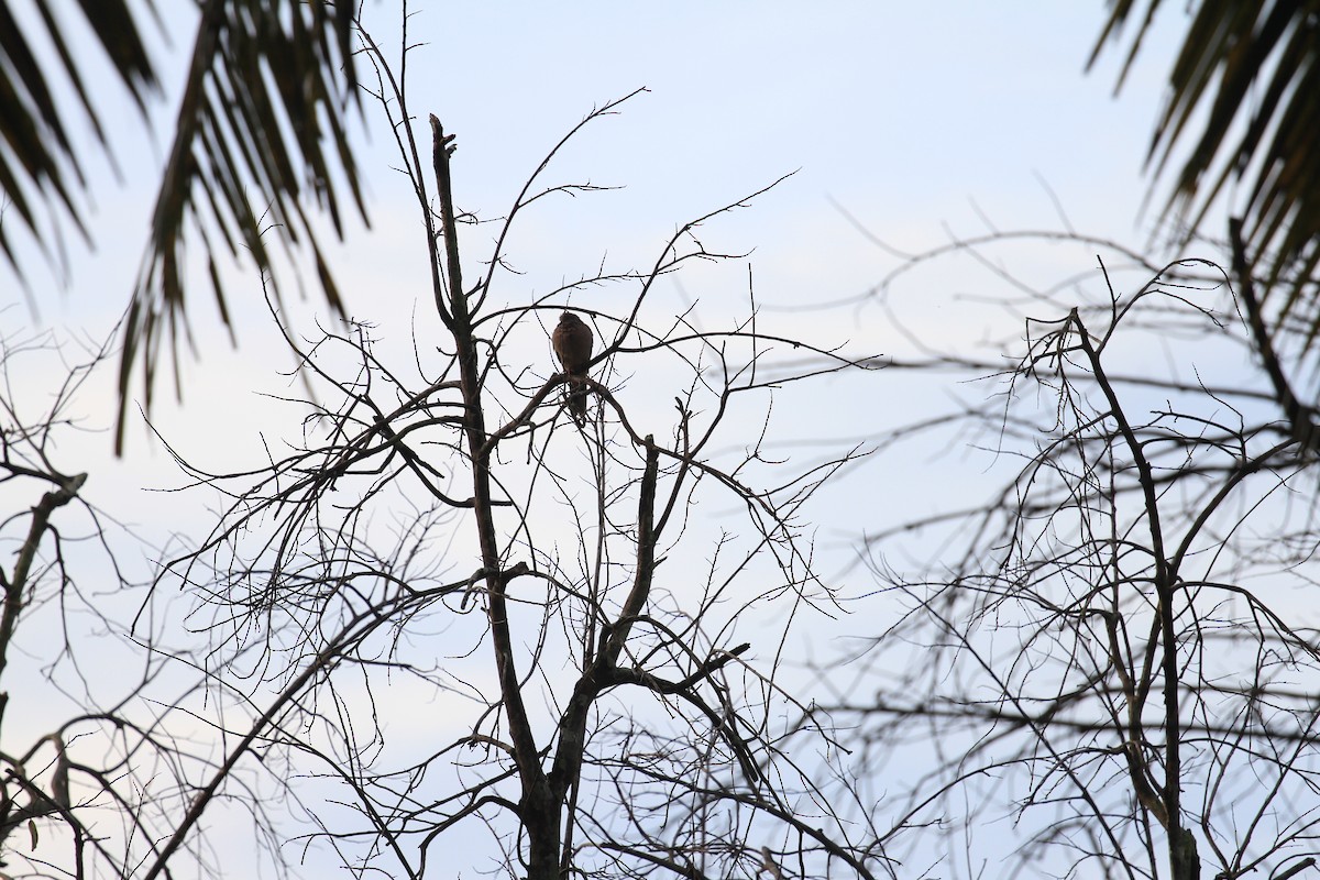 Spotted Dove - ML646962336
