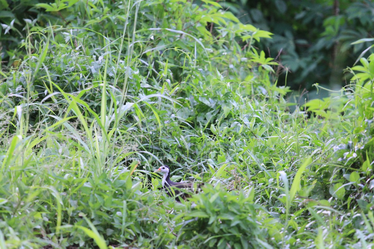 White-breasted Waterhen - ML646962337