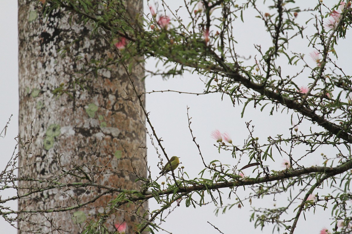 Brown-throated Sunbird - ML646962338
