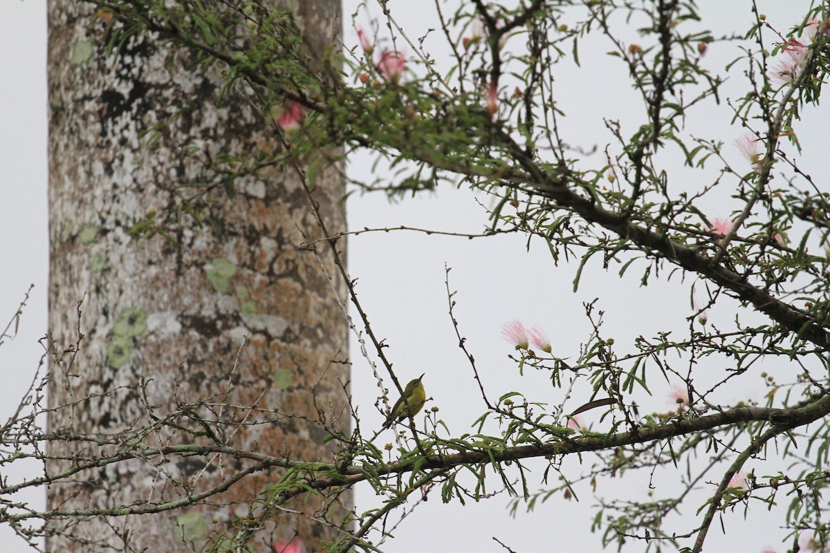 Brown-throated Sunbird - ML646962342