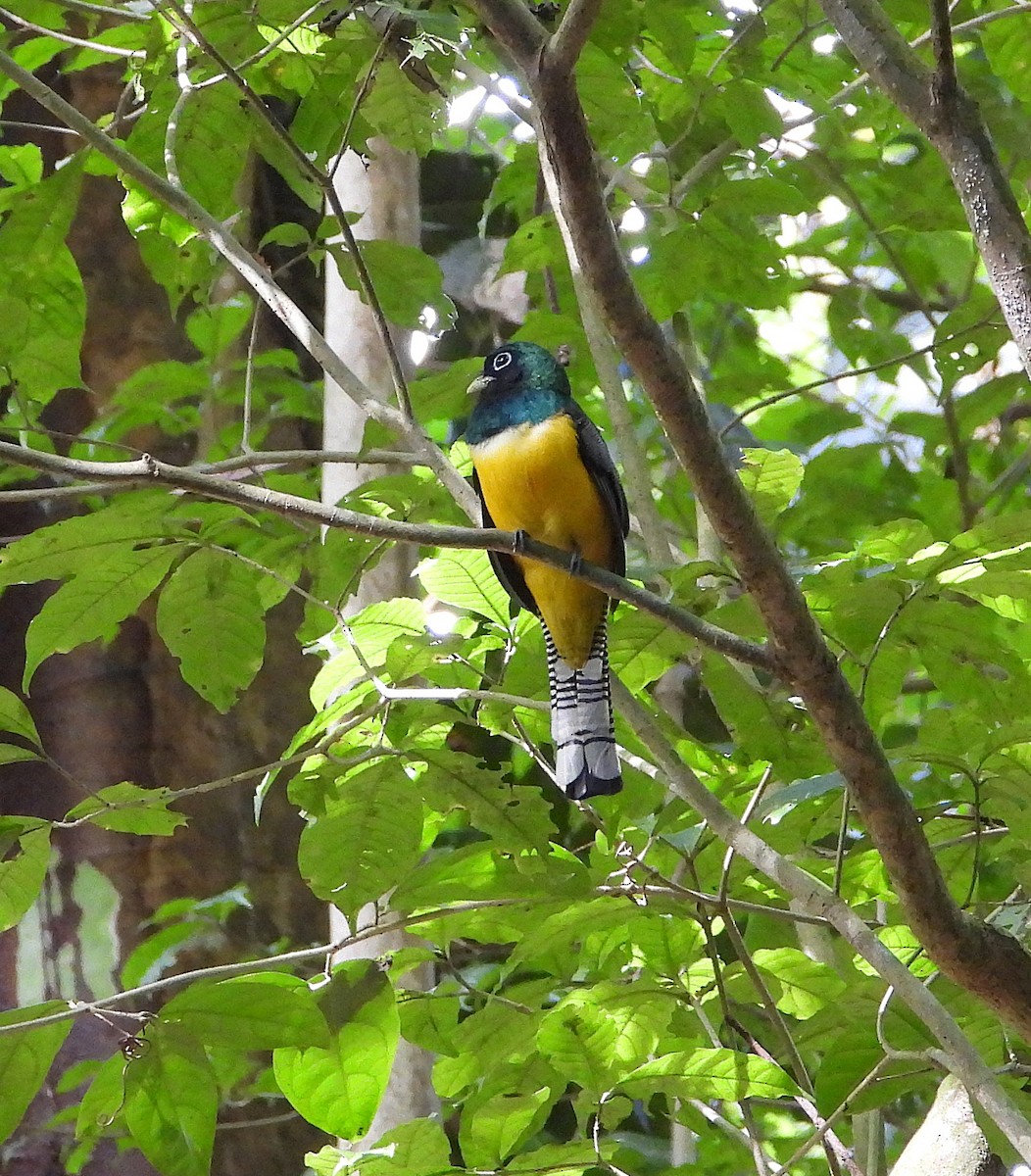 Graceful Black-throated Trogon - ML646962348