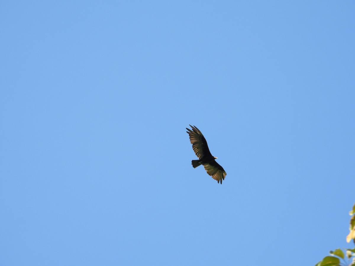 myrkondor - ML646962353