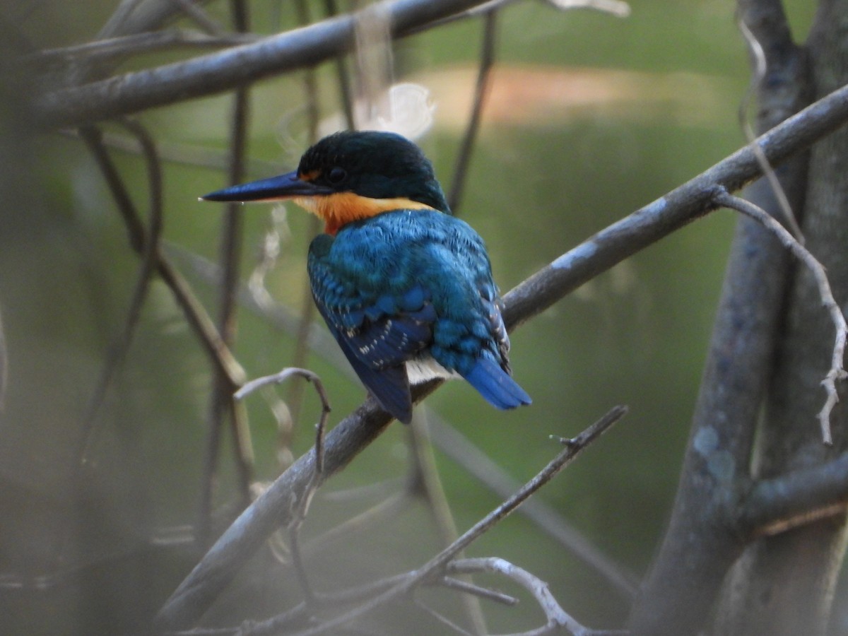 bronseisfugl - ML646962355