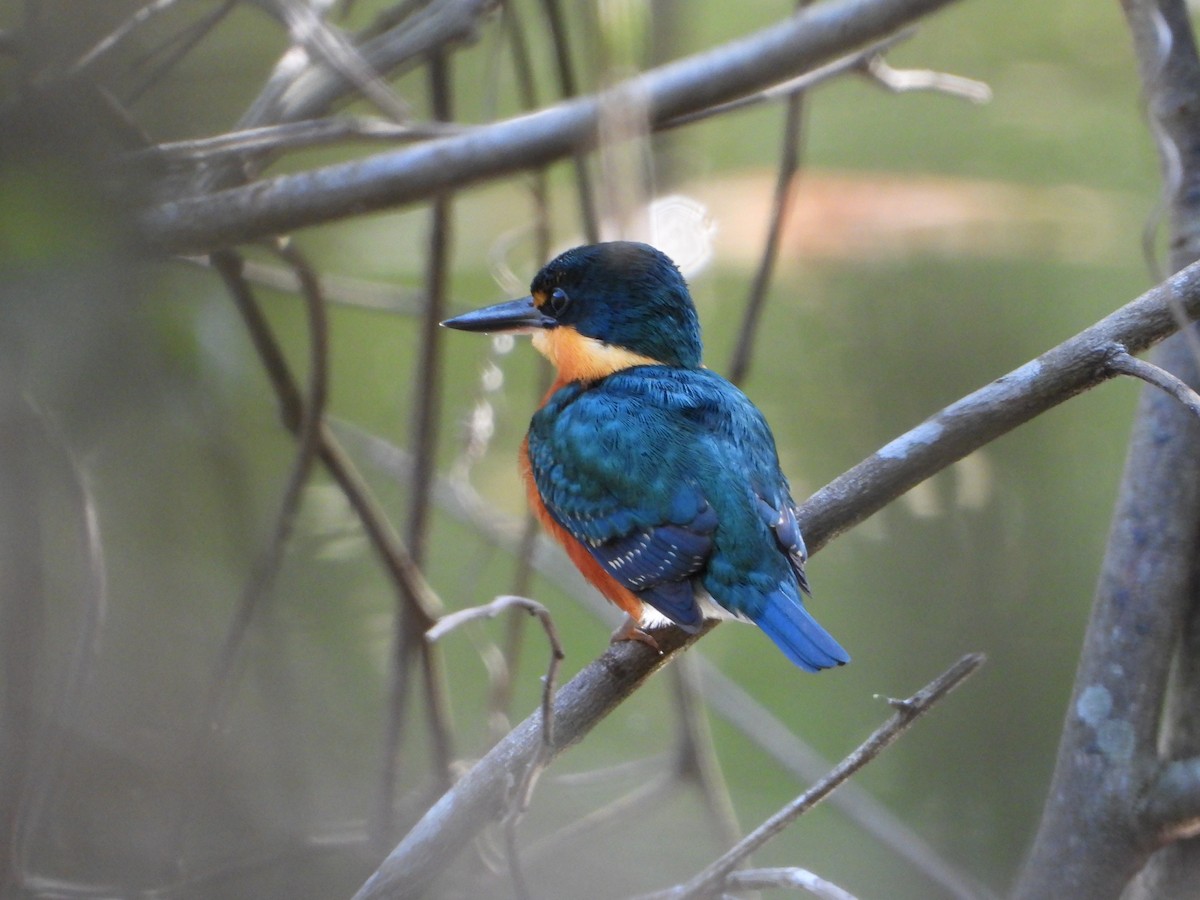 bronseisfugl - ML646962356