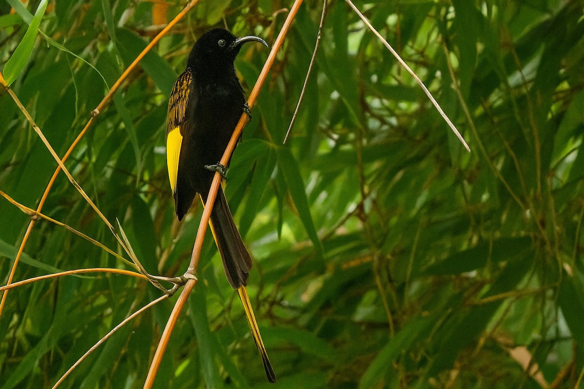 gullvingesolfugl - ML646962359