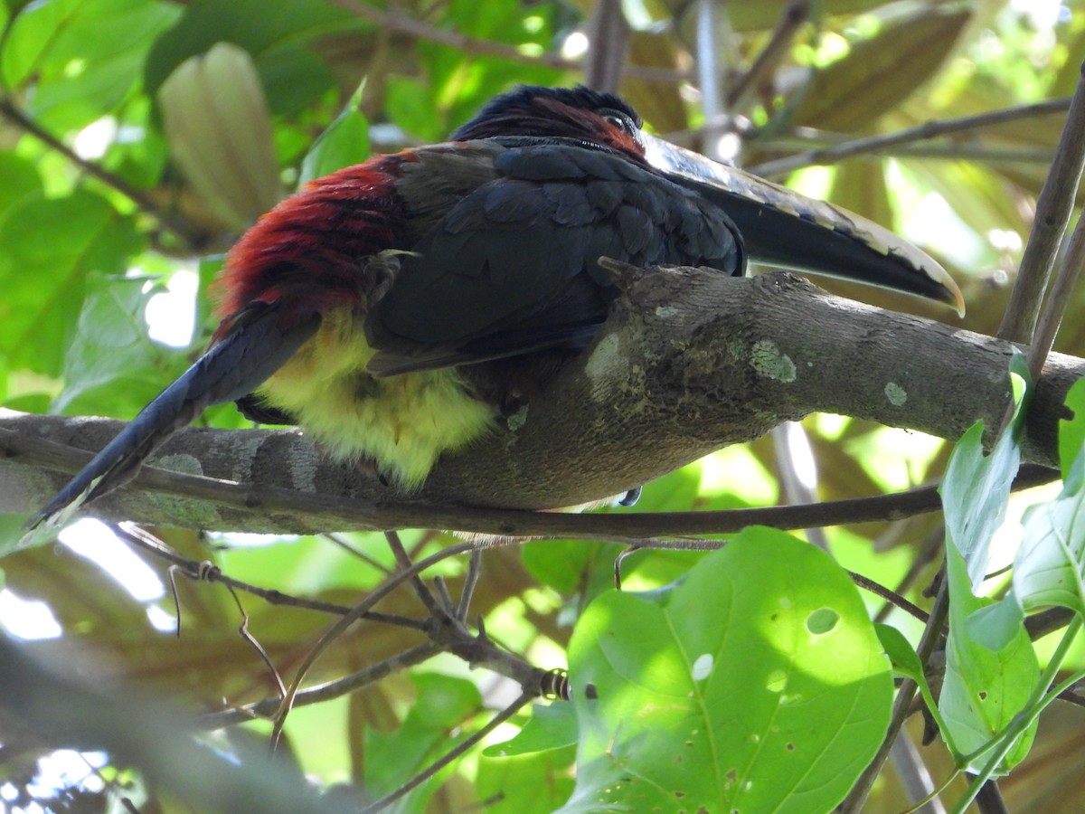 Chestnut-eared Aracari - ML646962362
