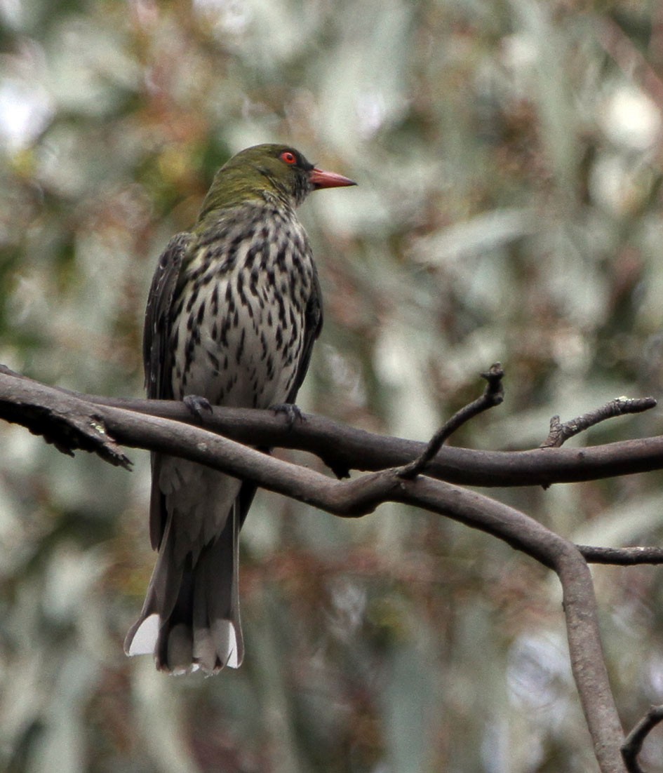 Пёстрая иволга - ML646962367