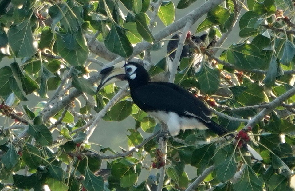 orienthornfugl - ML646962368