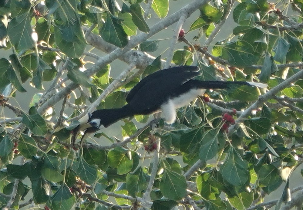 orienthornfugl - ML646962372