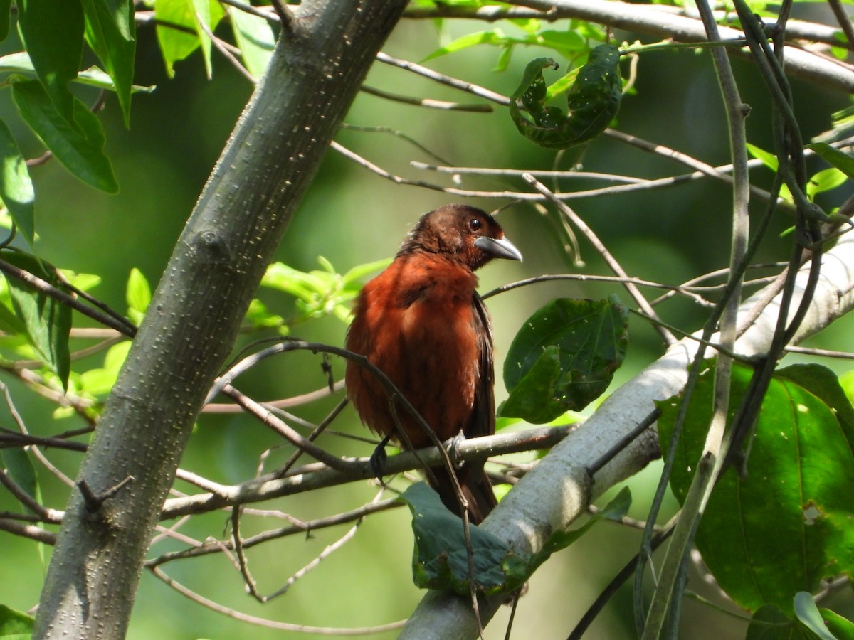 ギンバシベニフウキンチョウ - ML646962373