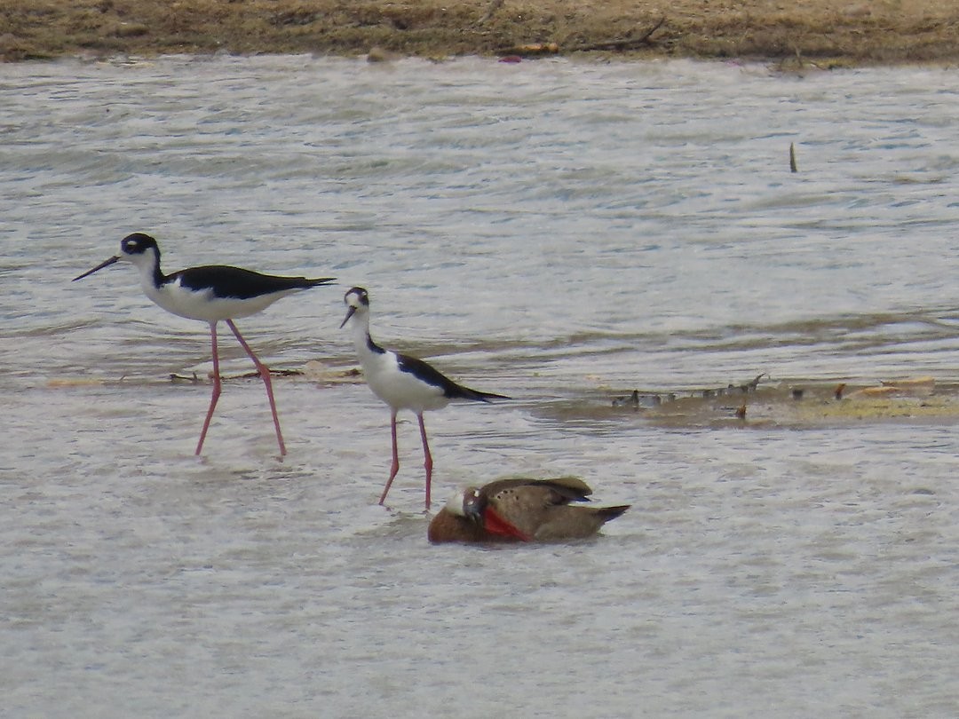 クロエリセイタカシギ - ML646962378