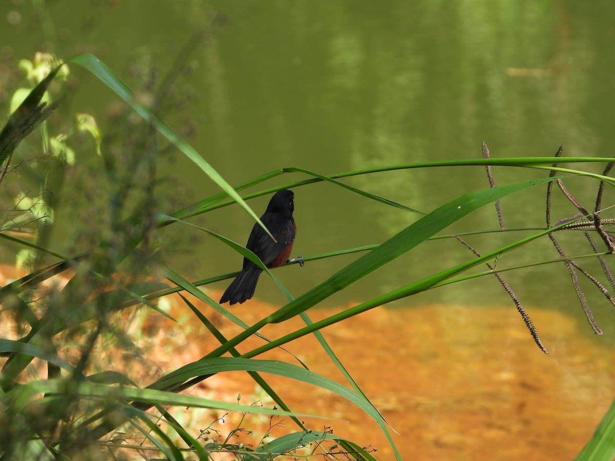 ヒメコメワリ - ML646962379