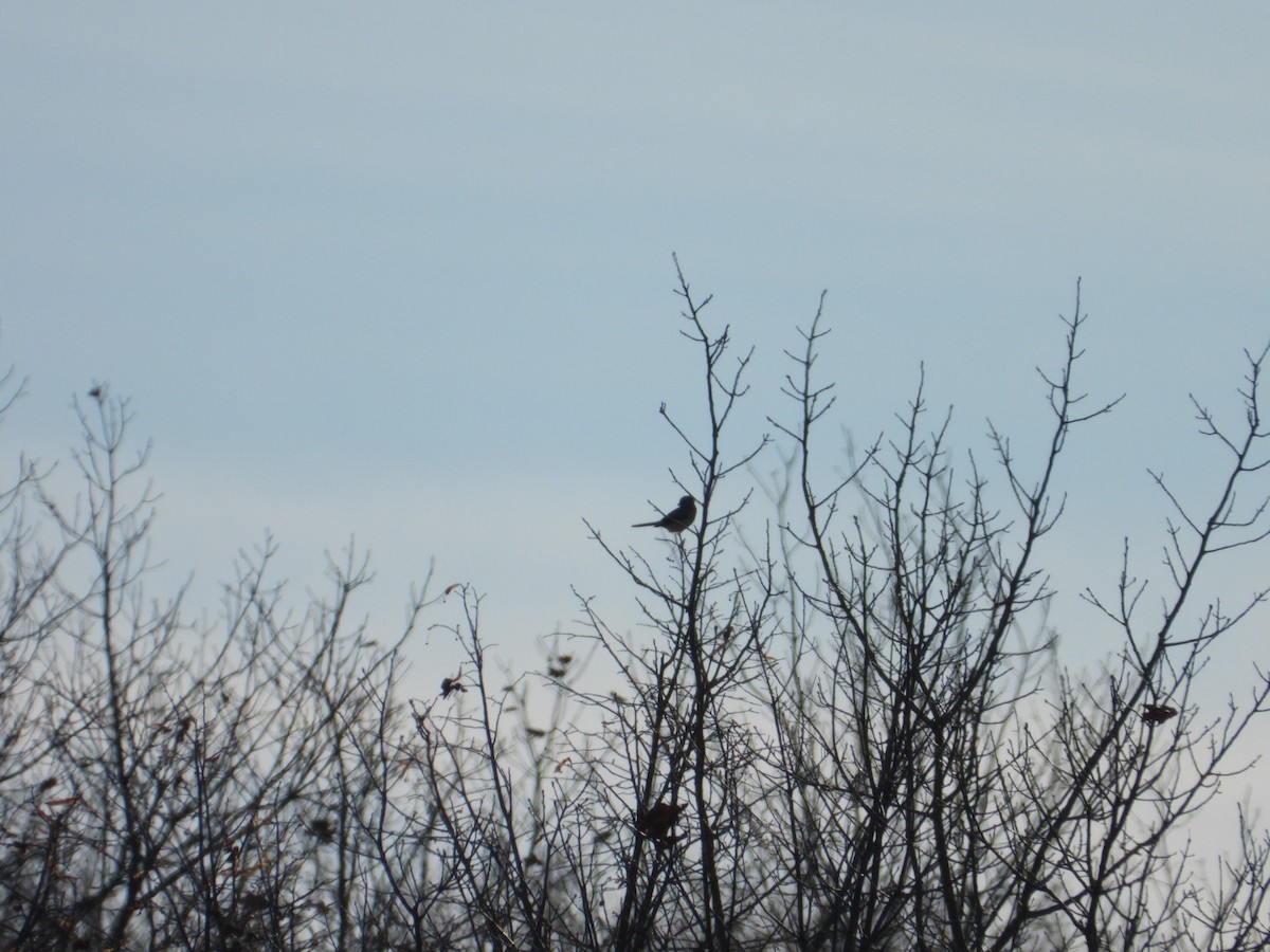 オオモズ - ML646962382