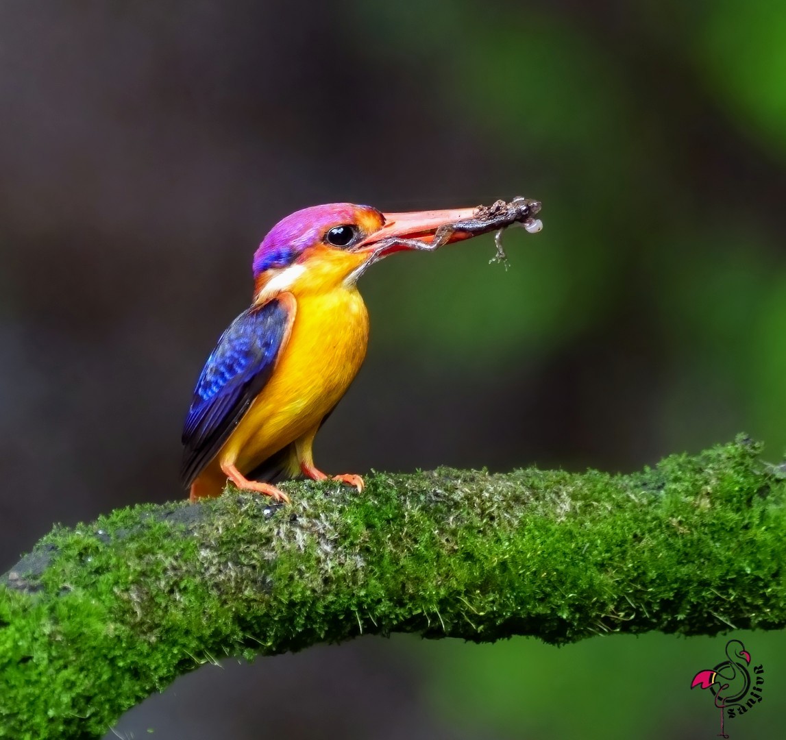 ミツユビカワセミ - ML646962385