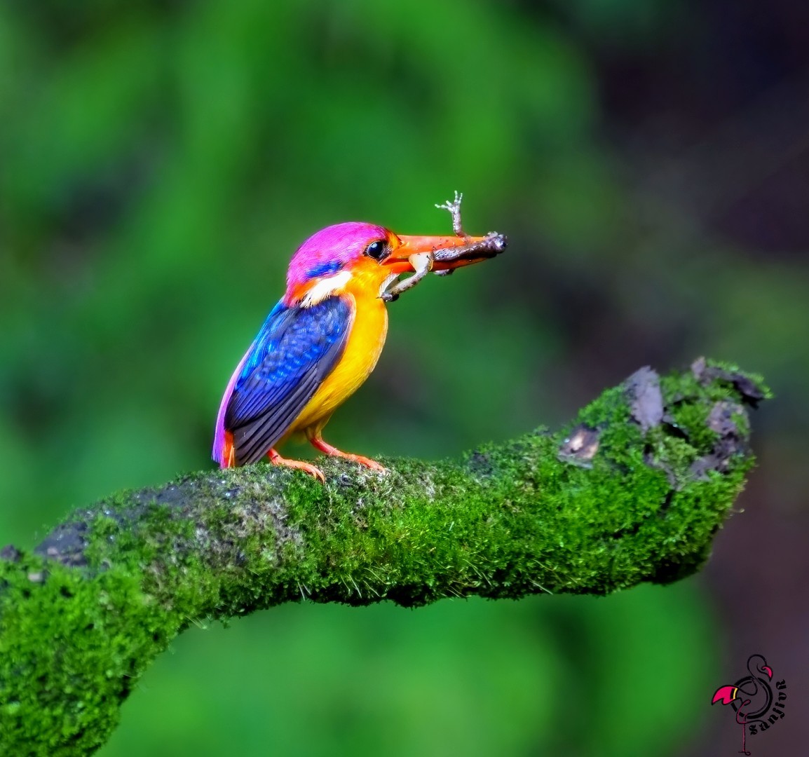 ミツユビカワセミ - ML646962386