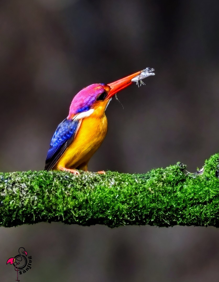 ミツユビカワセミ - ML646962387