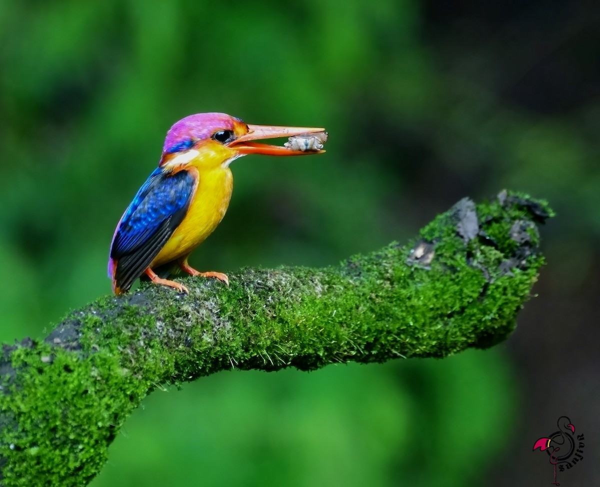 ミツユビカワセミ - ML646962388