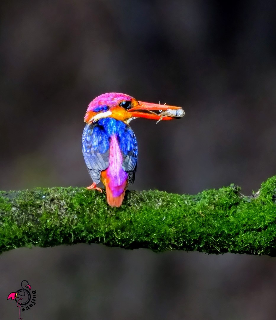 ミツユビカワセミ - ML646962389