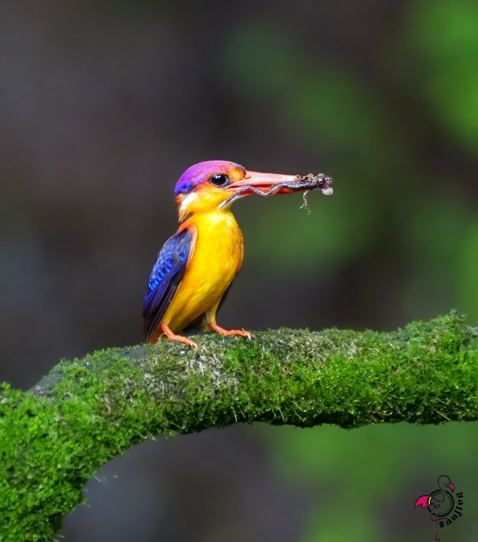 ミツユビカワセミ - ML646962390