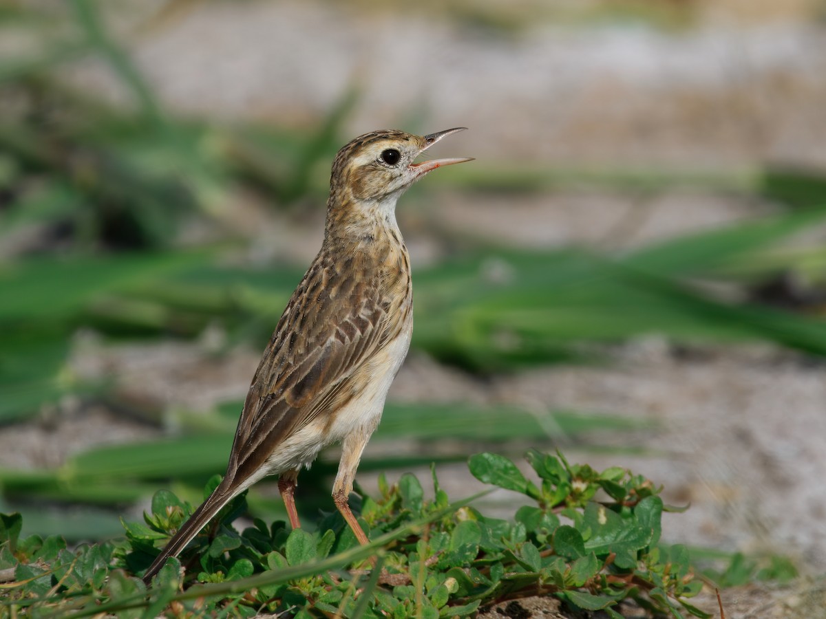 Australian Pipit - ML646962391