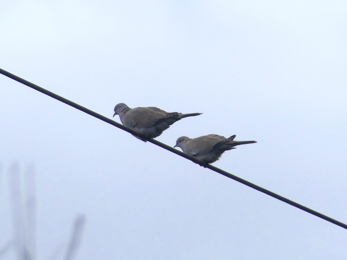 シラコバト - ML646962405