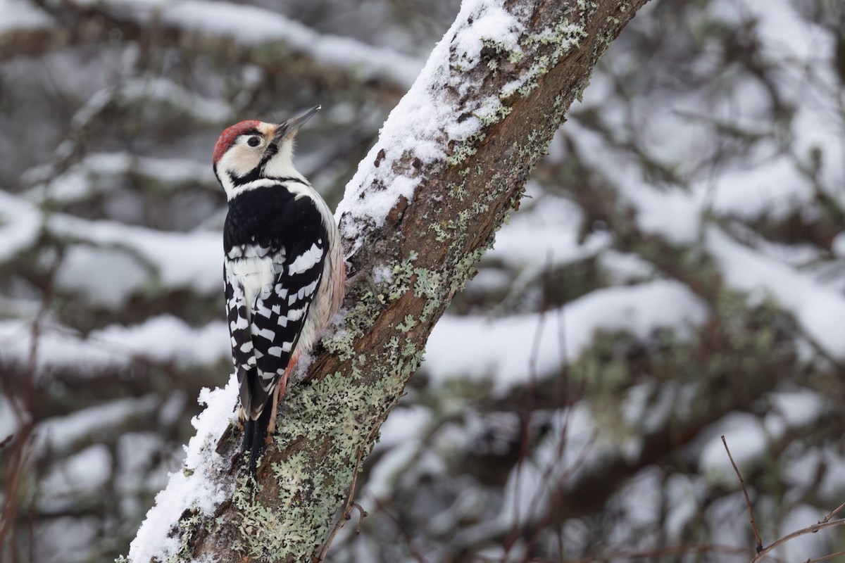 オオアカゲラ - ML646962407