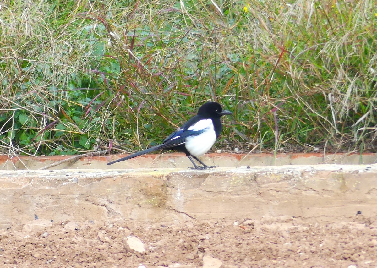 Eurasian Magpie - ML646962412