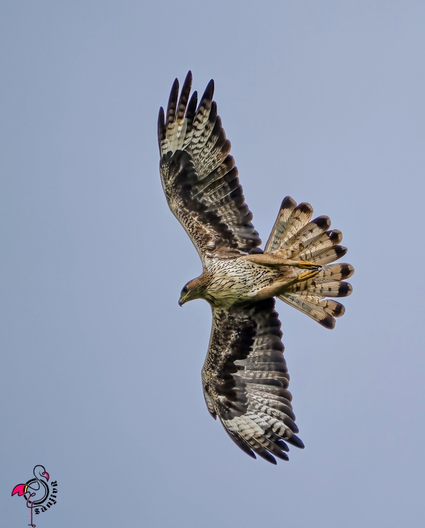 Bonelli's Eagle - ML646962413