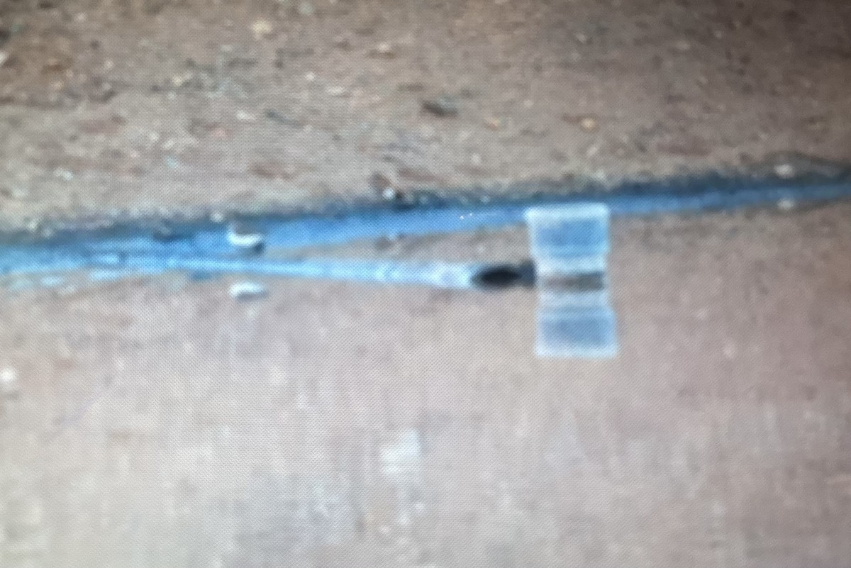 Common Sandpiper - ML646962414