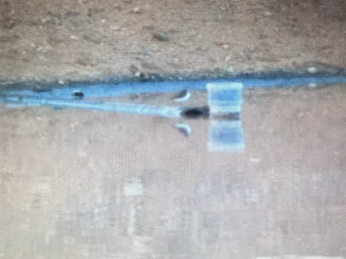 Common Sandpiper - ML646962415