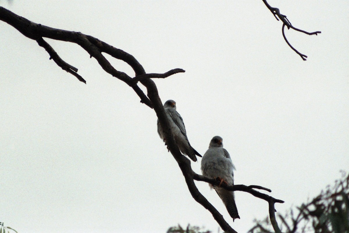 Silberfalke - ML646962416