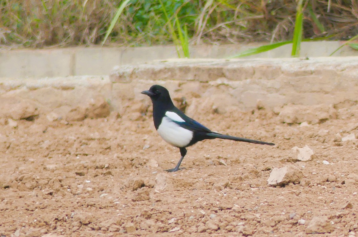Eurasian Magpie - ML646962422