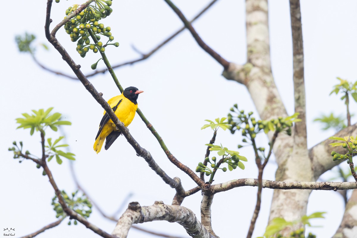 Black-hooded Oriole - ML646962455