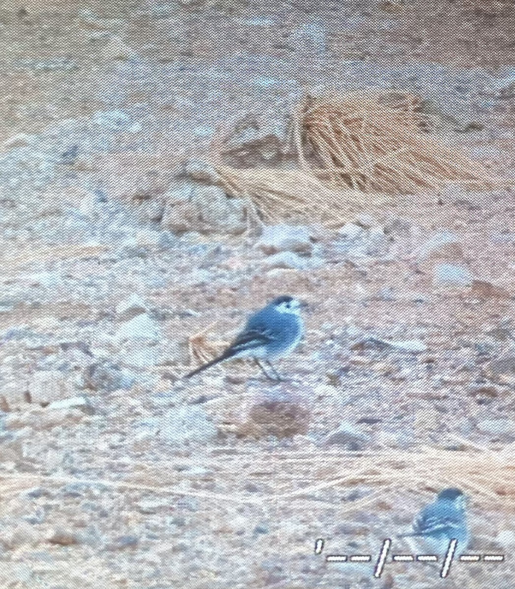 White Wagtail - ML646962459