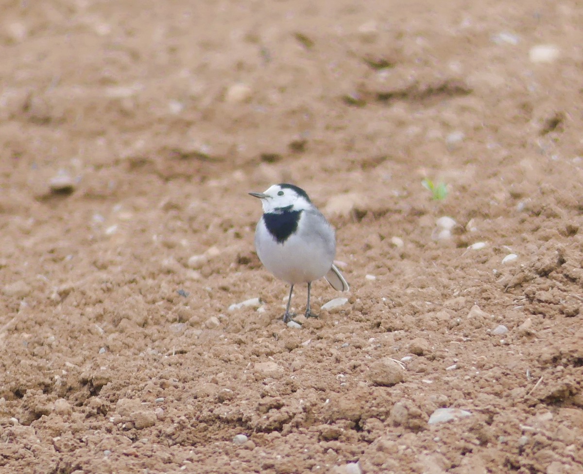 White Wagtail - ML646962463