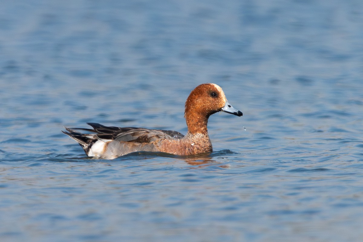 Canard siffleur - ML646962464