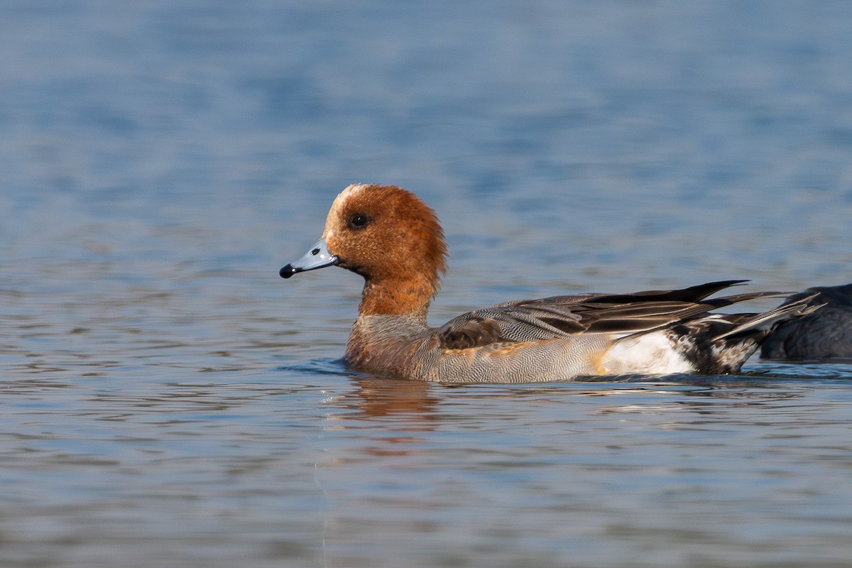 Canard siffleur - ML646962465