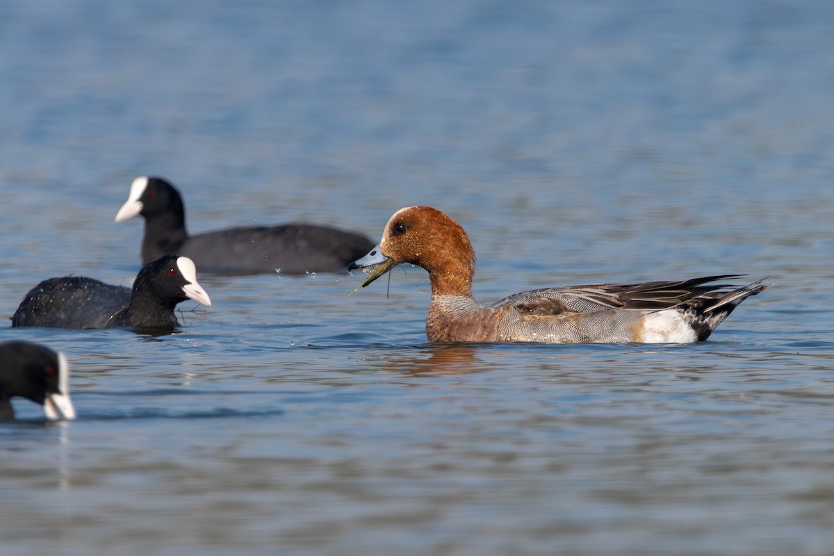 Canard siffleur - ML646962466