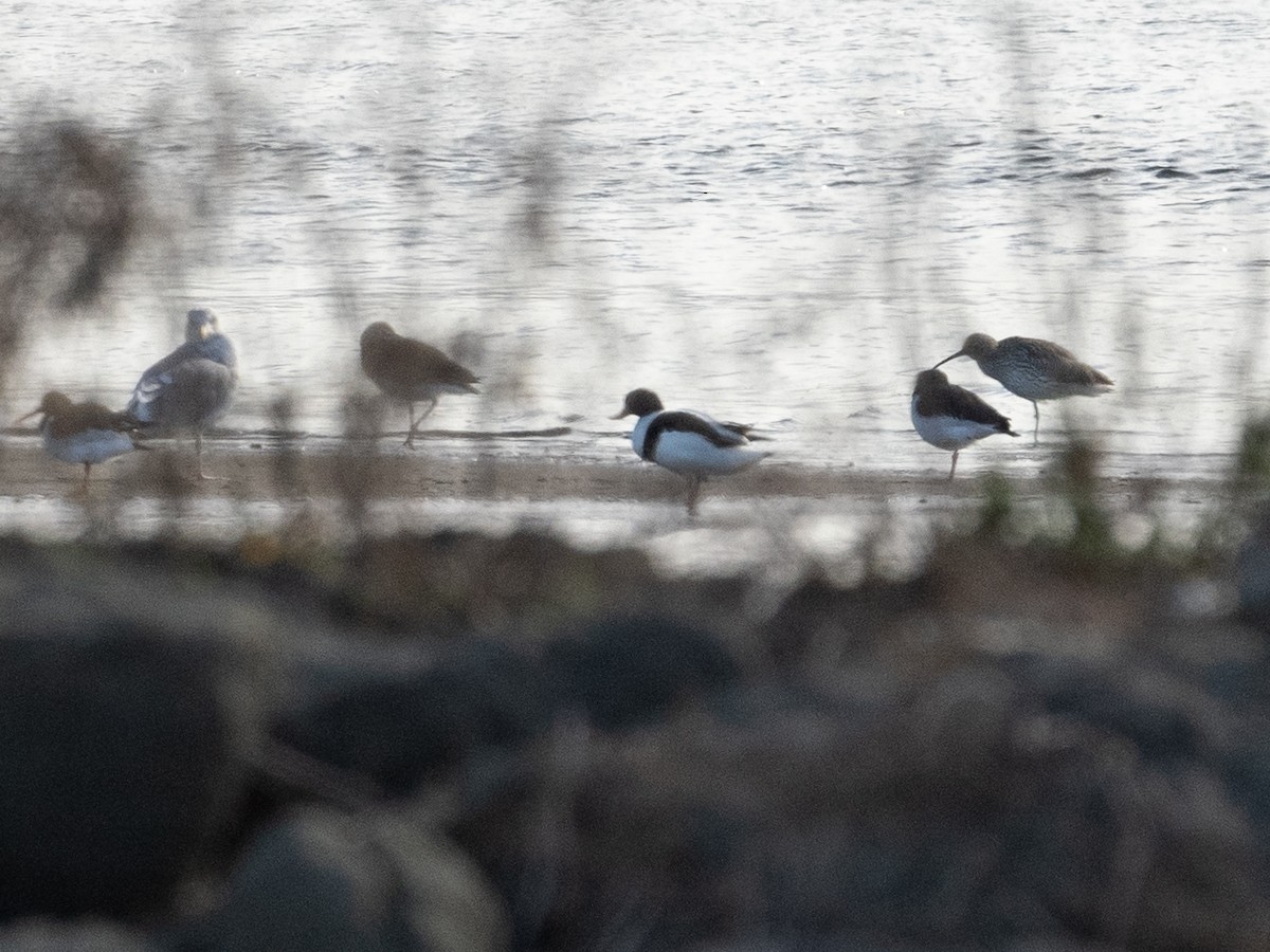 Paita arrunta - ML646962468