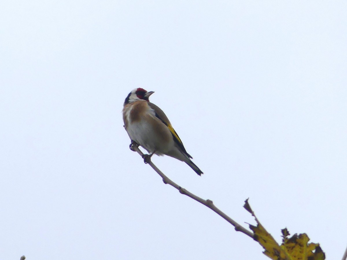 European Goldfinch - ML646962472