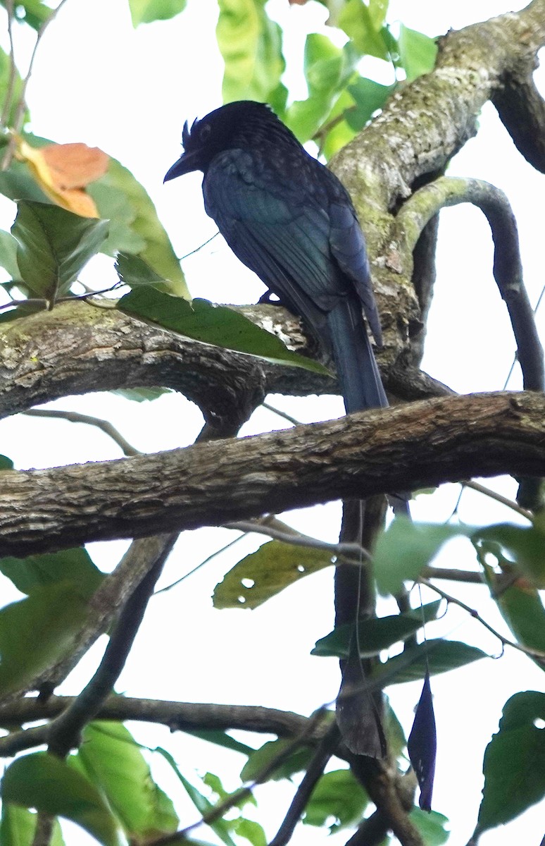 Greater Racket-tailed Drongo - ML646962477