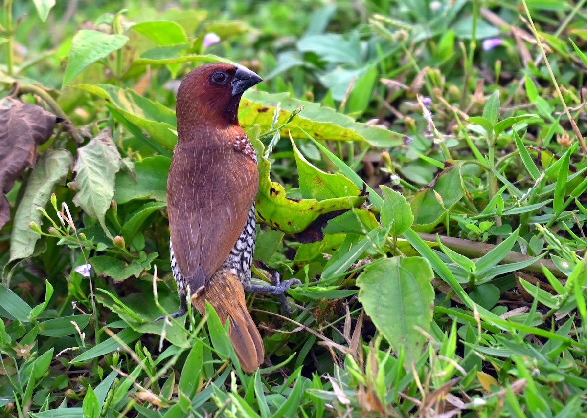 Чешуйчатая муния - ML646962479