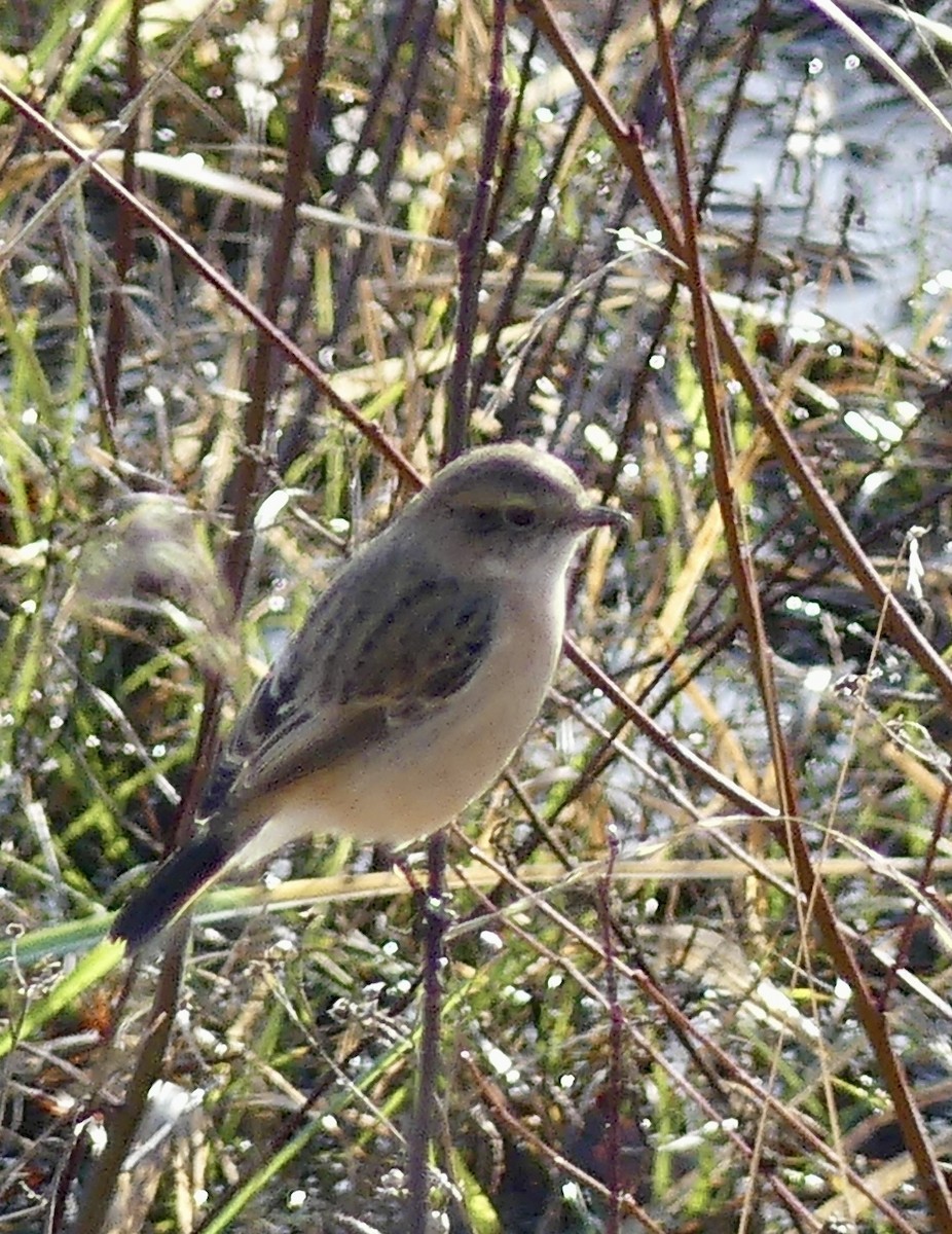 Siberian Stonechat - ML646962480