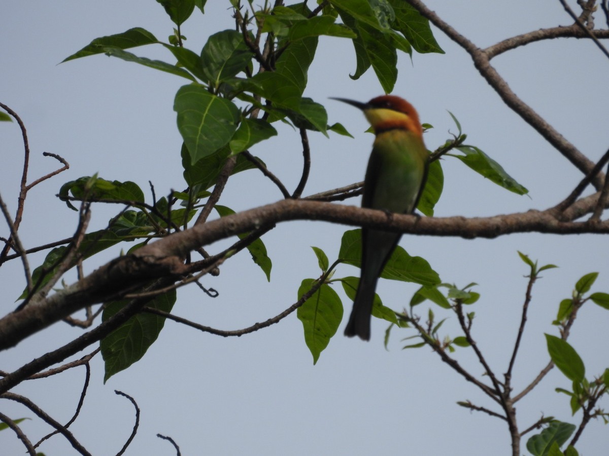 bengalbieter - ML646962492