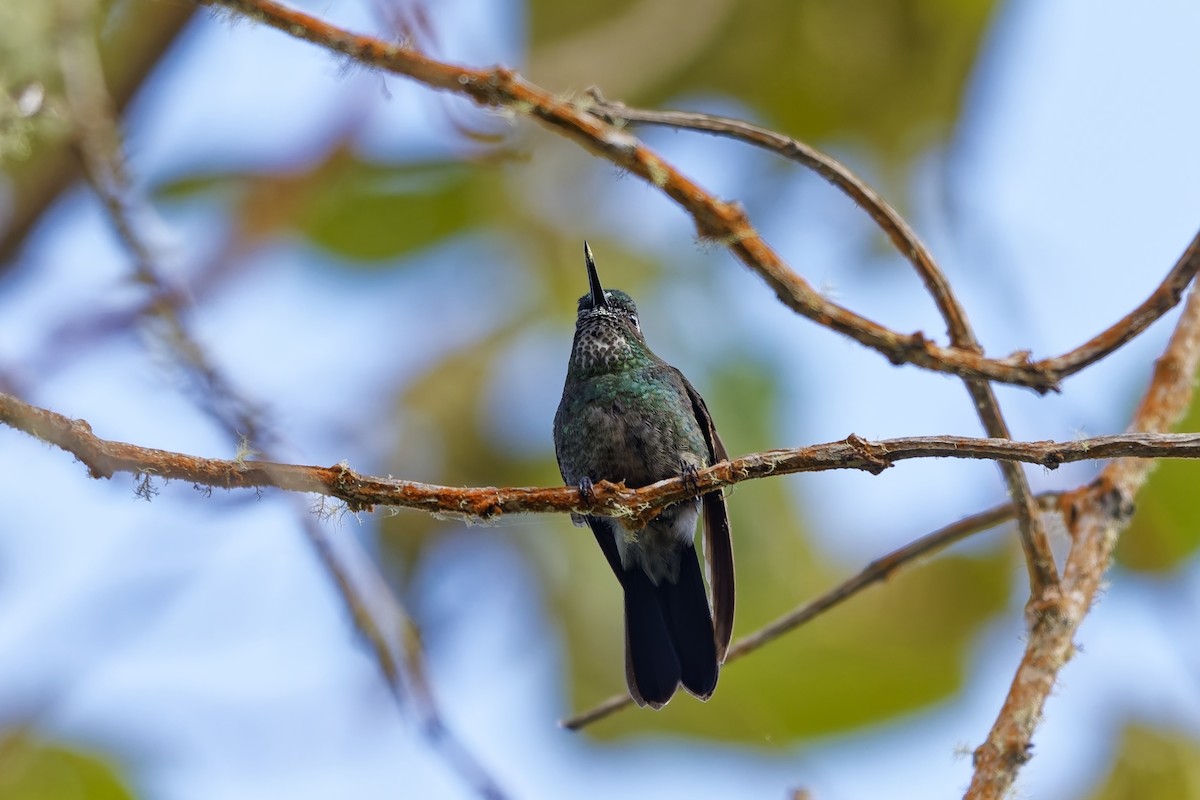 Grünband-Sonnennymphe - ML646962497